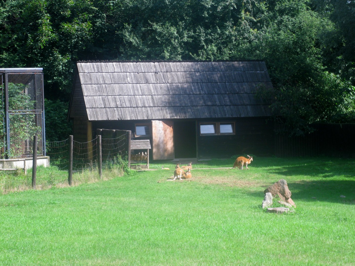 August 2013 - Red Kangaroo enclosure