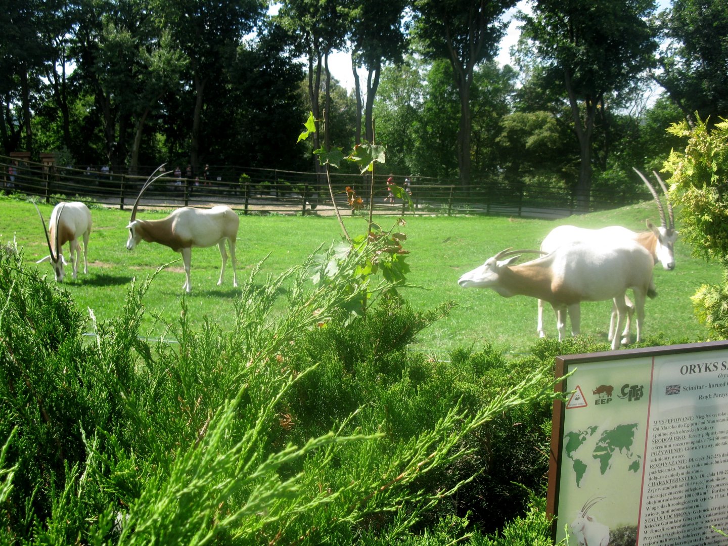 August 2013 - Scimitar Horned Oryxes