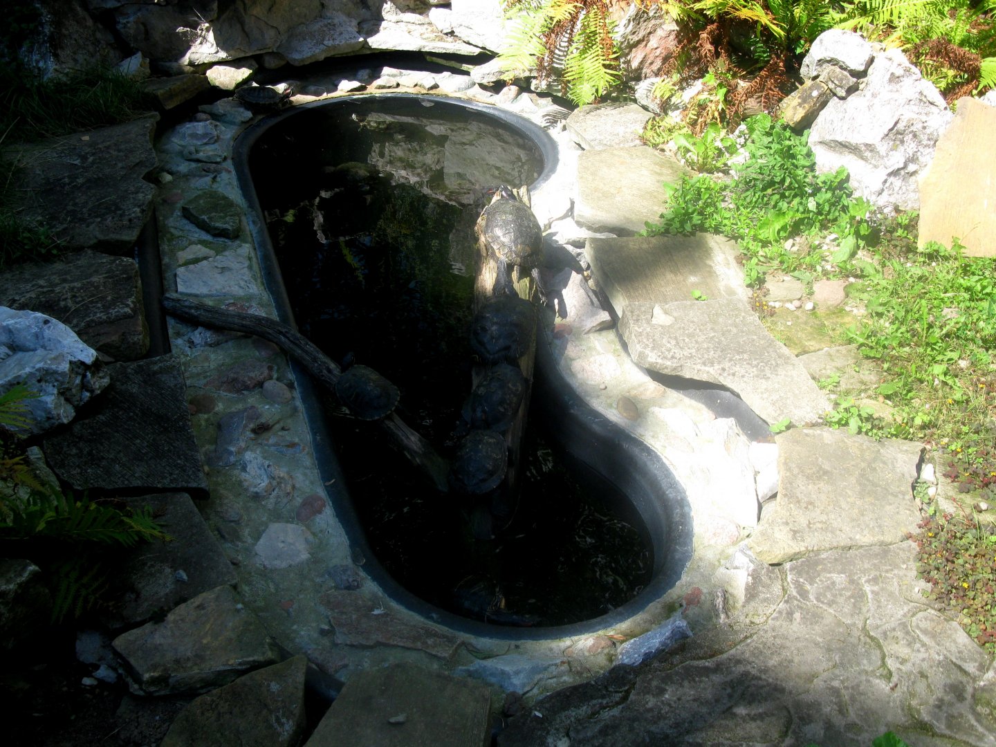 August 2013 - Turtle Pond