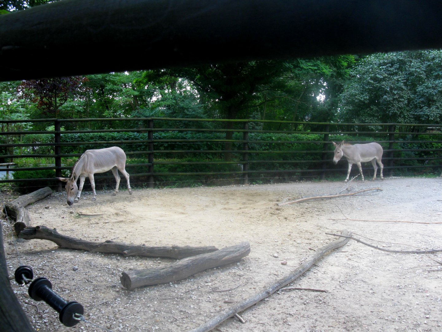 August 2013 - Wild Asses