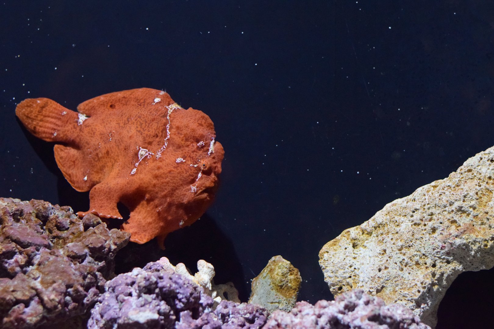 [August 2018] Commerson's frogfish (Commerson's frogfish)