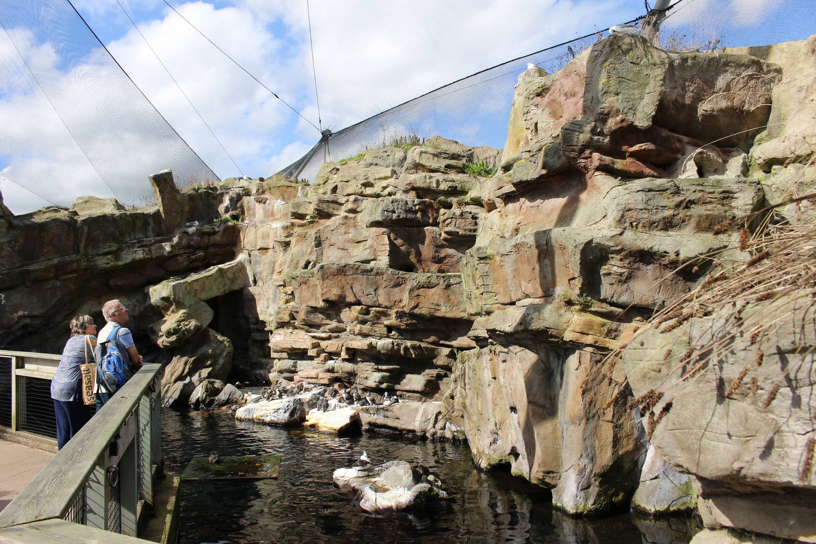 Auk cliffs and pool @ Living Coasts 22.09.2016