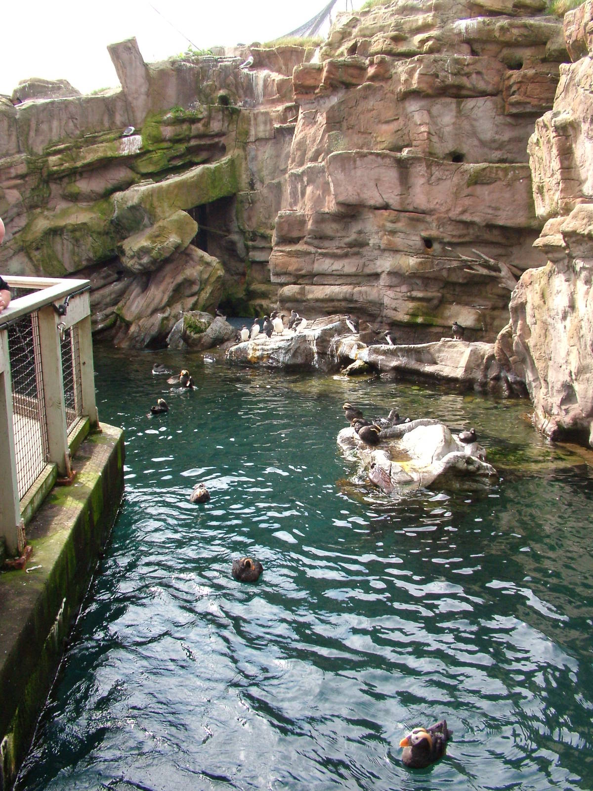 Auk Cliffs aviary at Living Coasts 10/04/09
