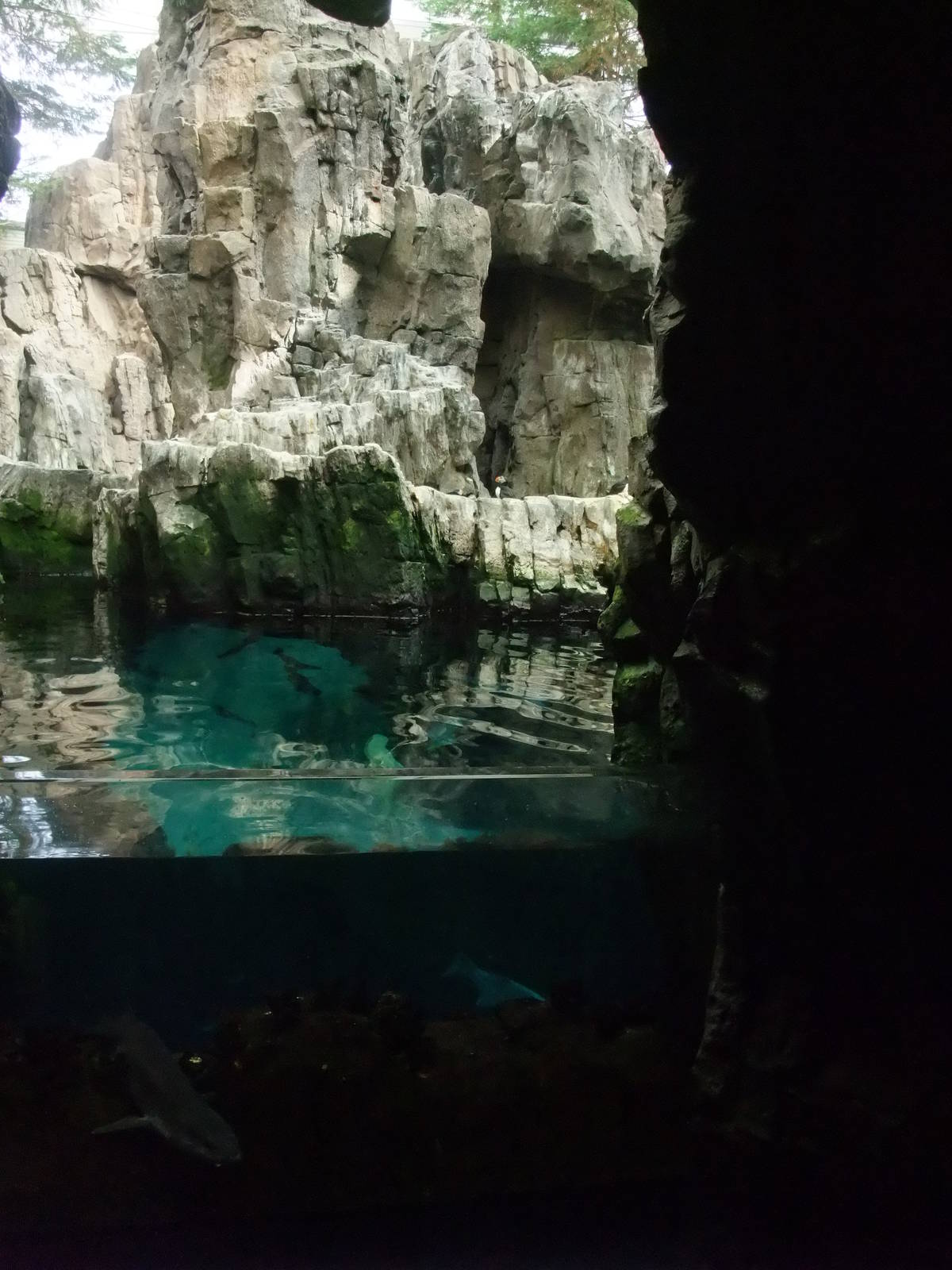 Auk Exhibit and Atlantic Tank at Lisbon Oceanarium, 25/05/11
