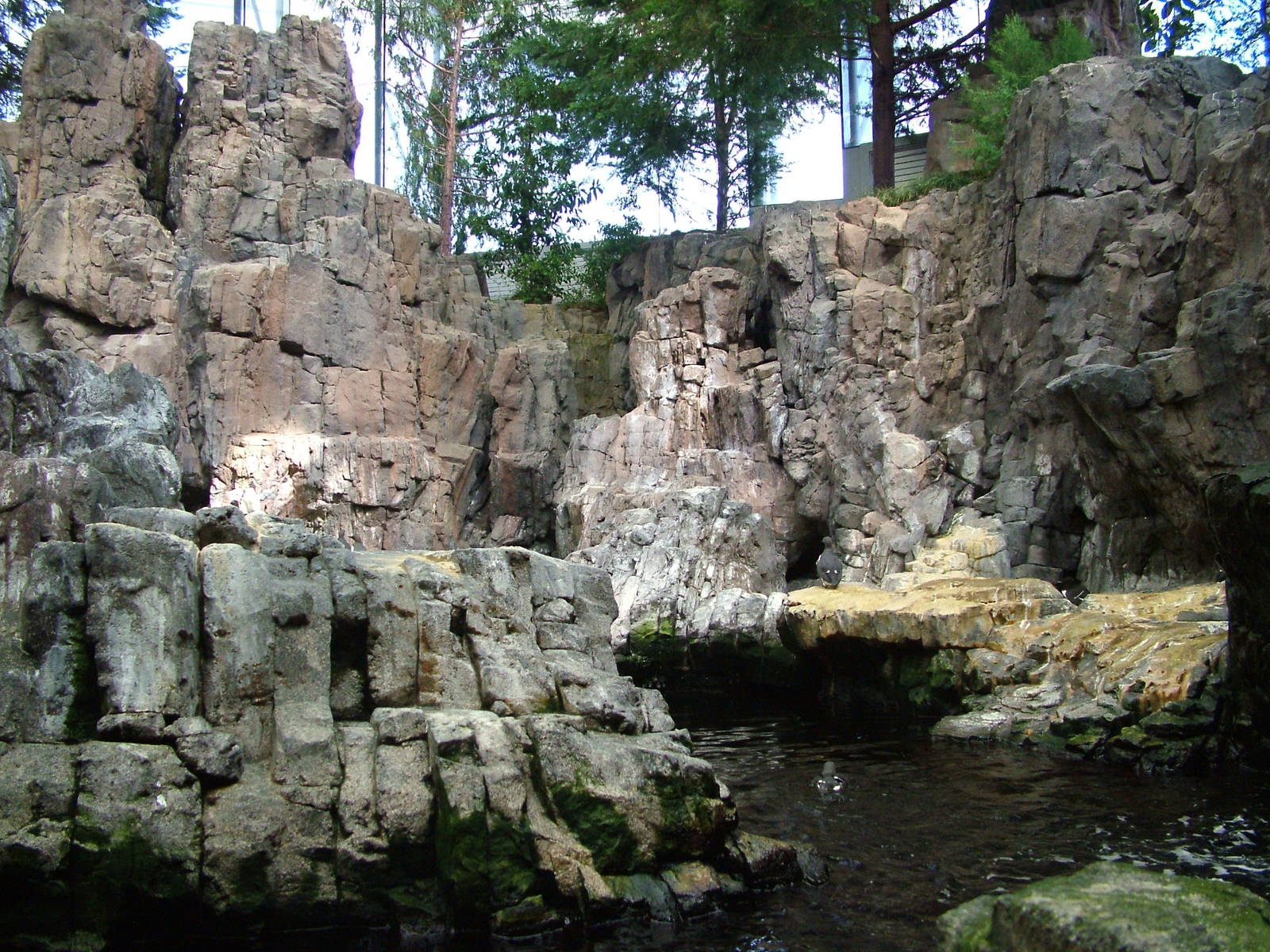 Auk Exhibit at Lisbon Oceanarium, 25/05/11