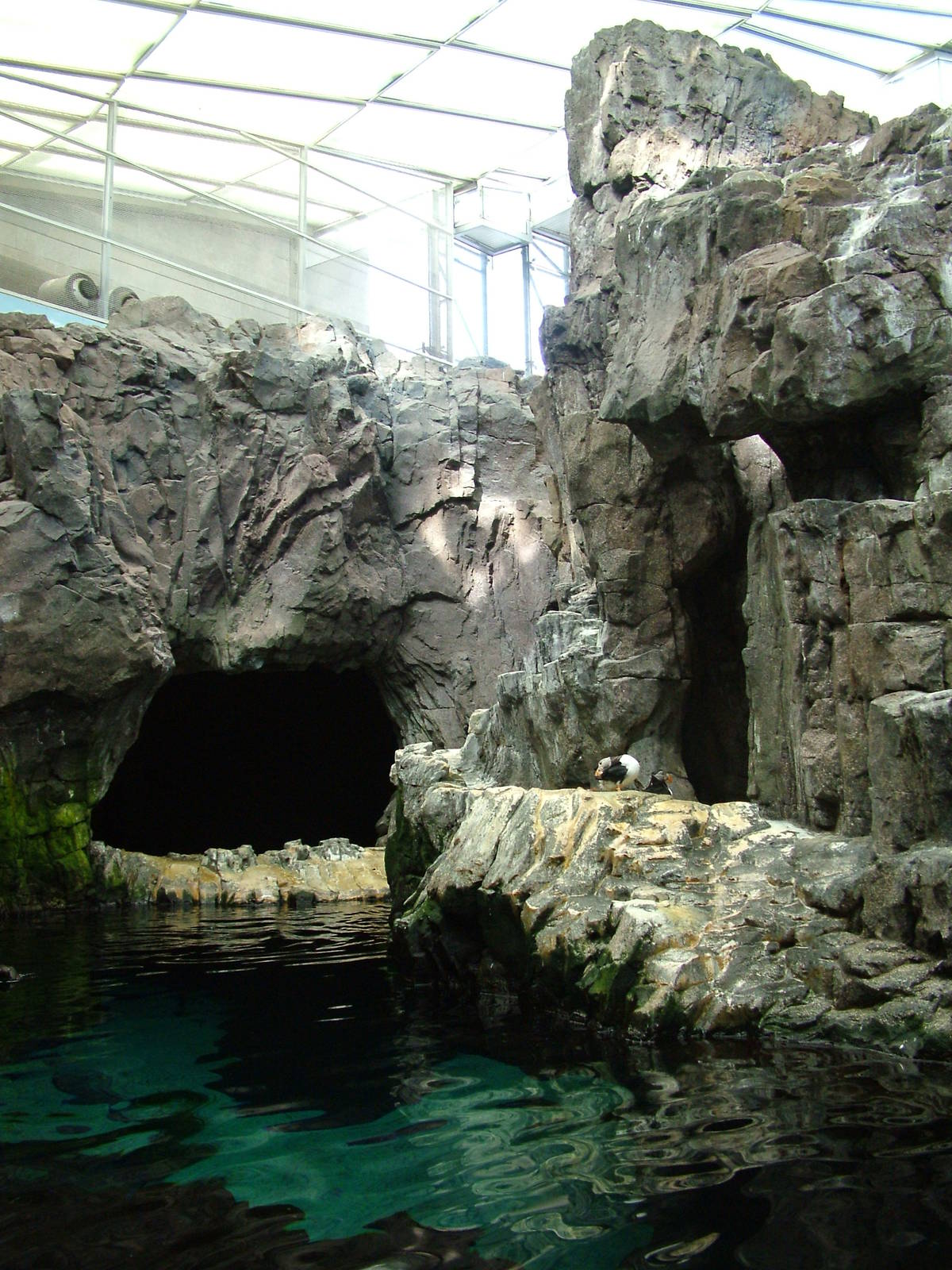 Auk Exhibit at Lisbon Oceanarium, 25/05/11