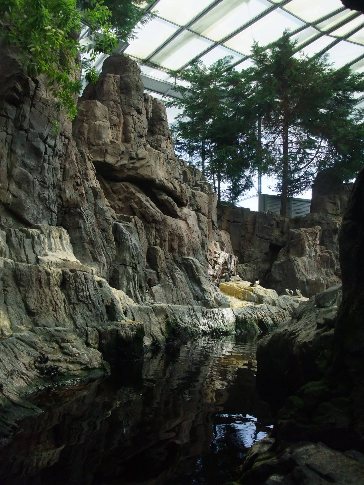 Auk Exhibit at Lisbon Oceanarium, 25/05/11