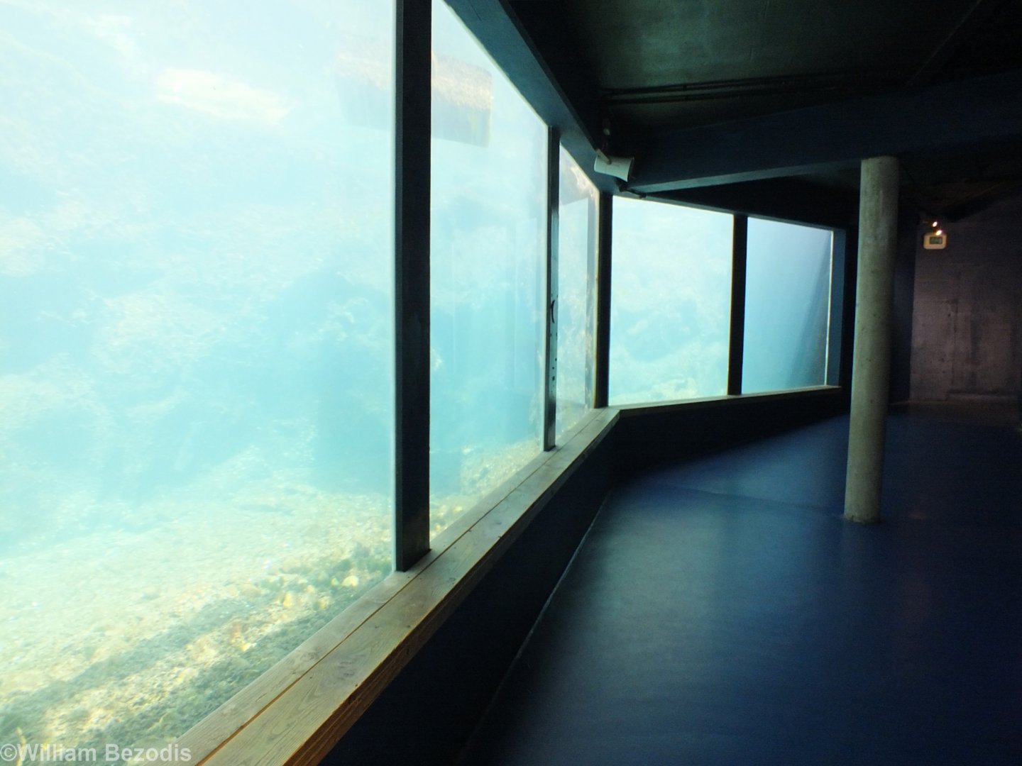 Auk Underwater Viewing Area