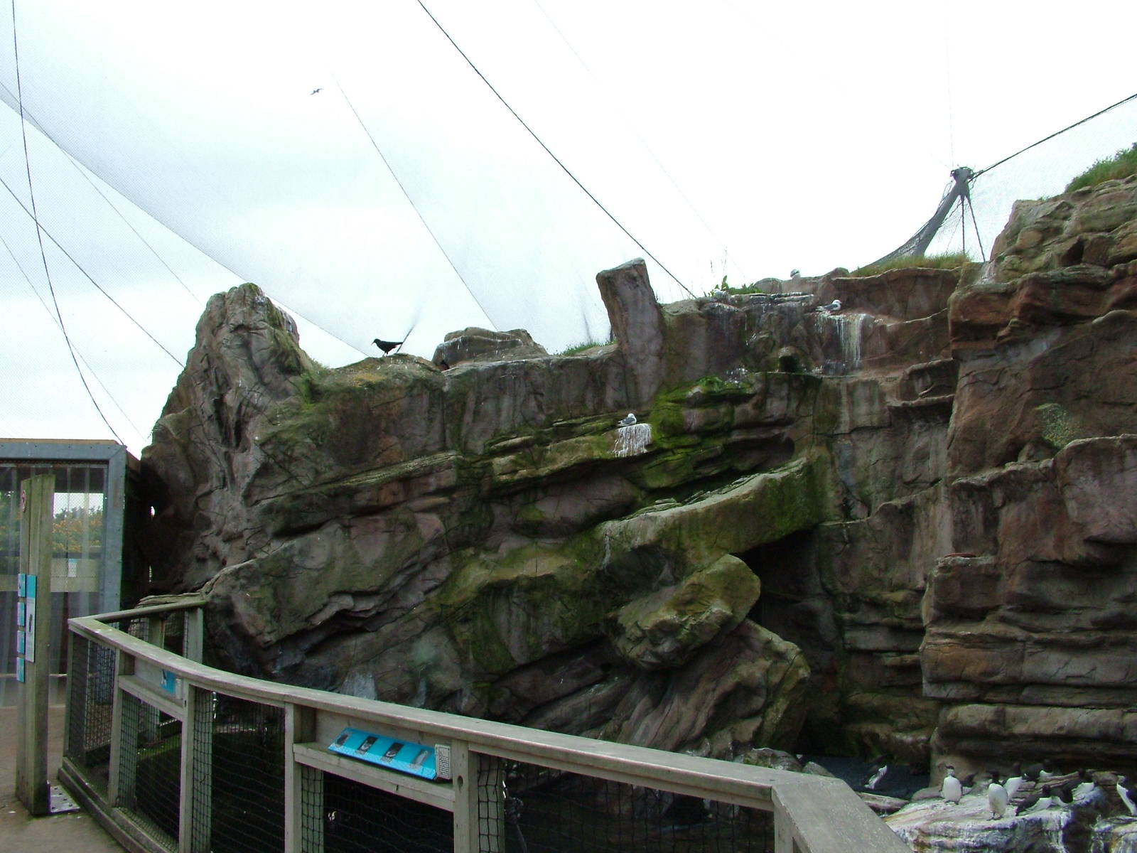 Auks Cliffs at Living Coasts 10/04/09