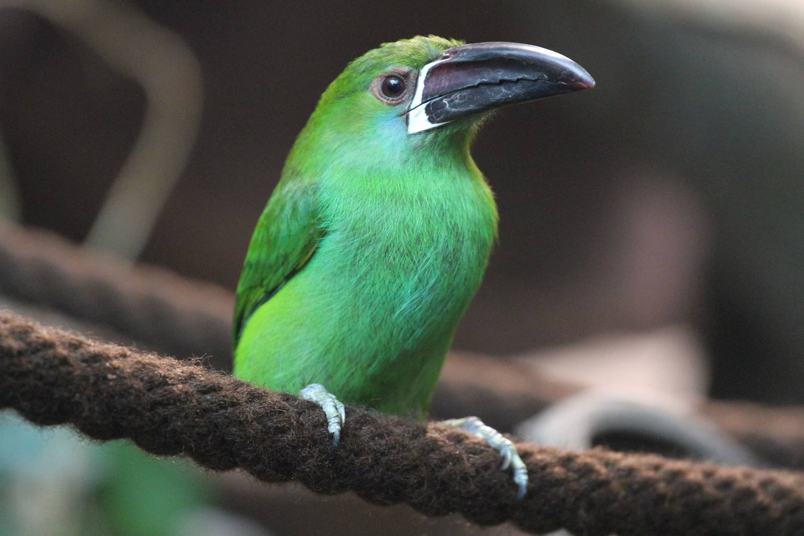 Aulachorhynchus_haematopygus