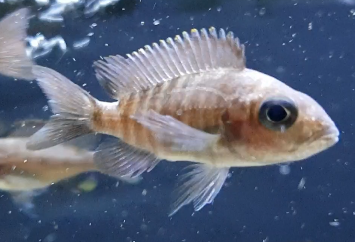 Aulanocara kribensis