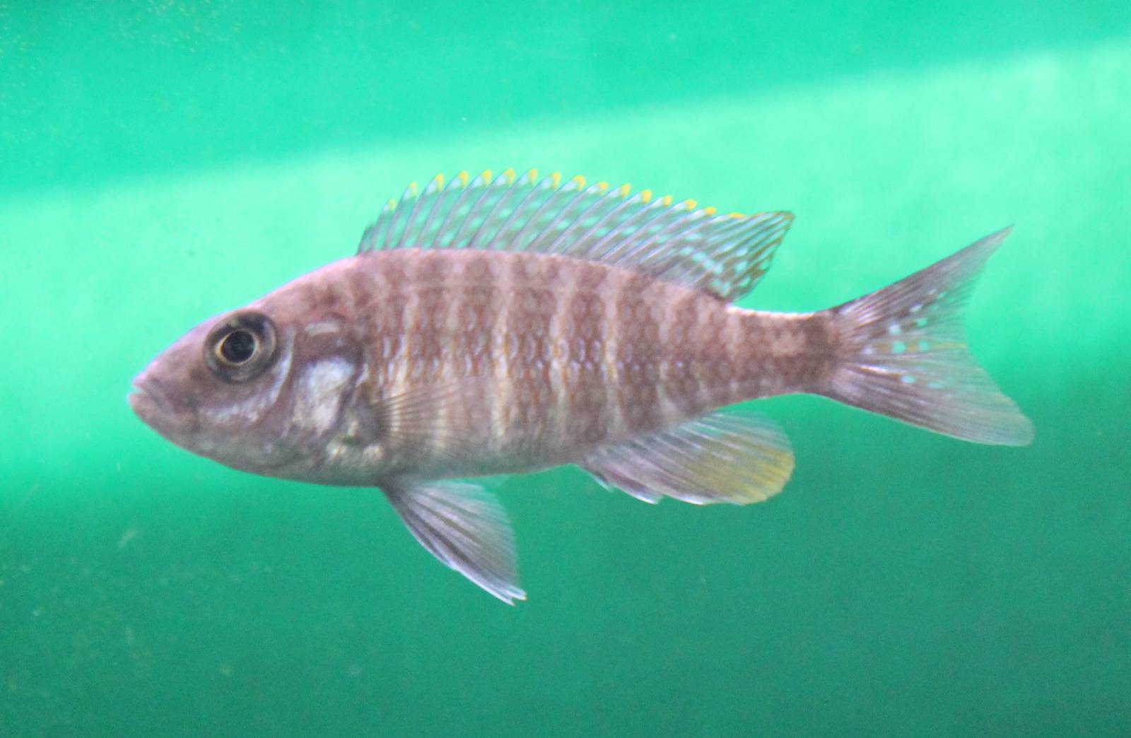 Aulonacara freibergi