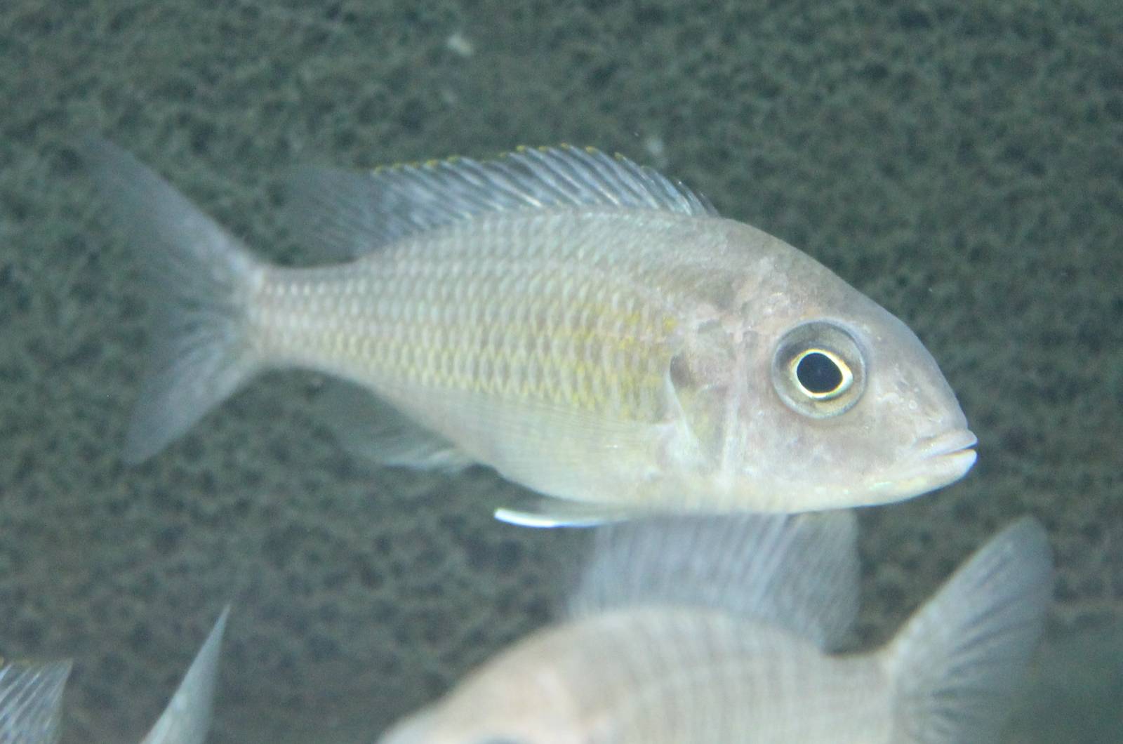 Auloncranus dewindti