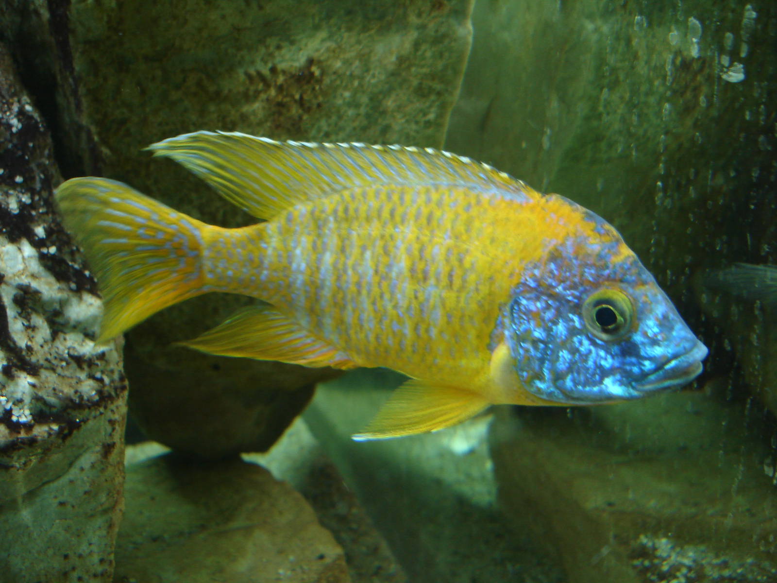 Aulonocara baenschi "Red Rubin"