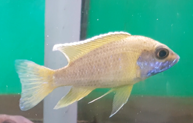 Aulonocara beanschi/maleri