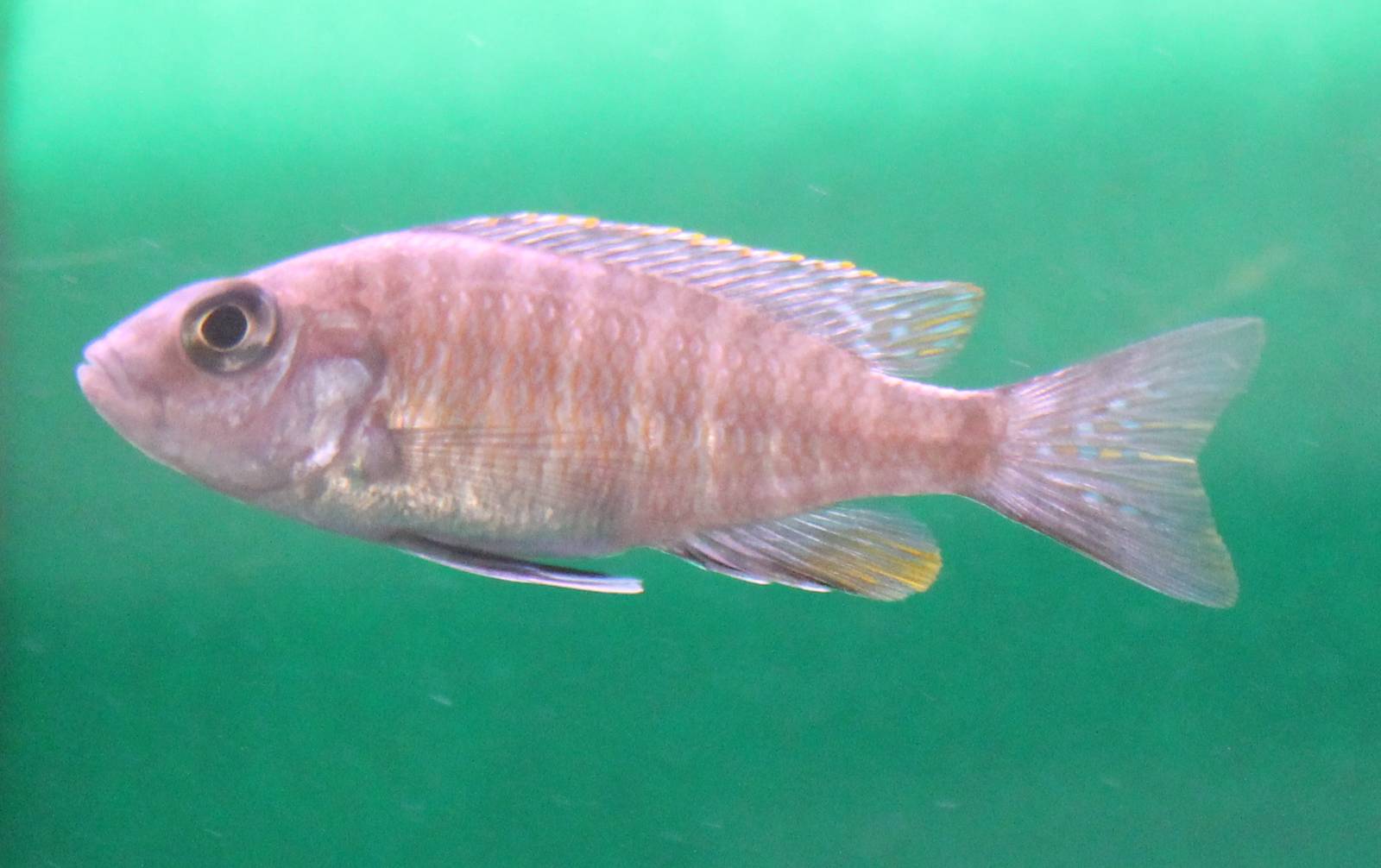 Aulonocara freibergi