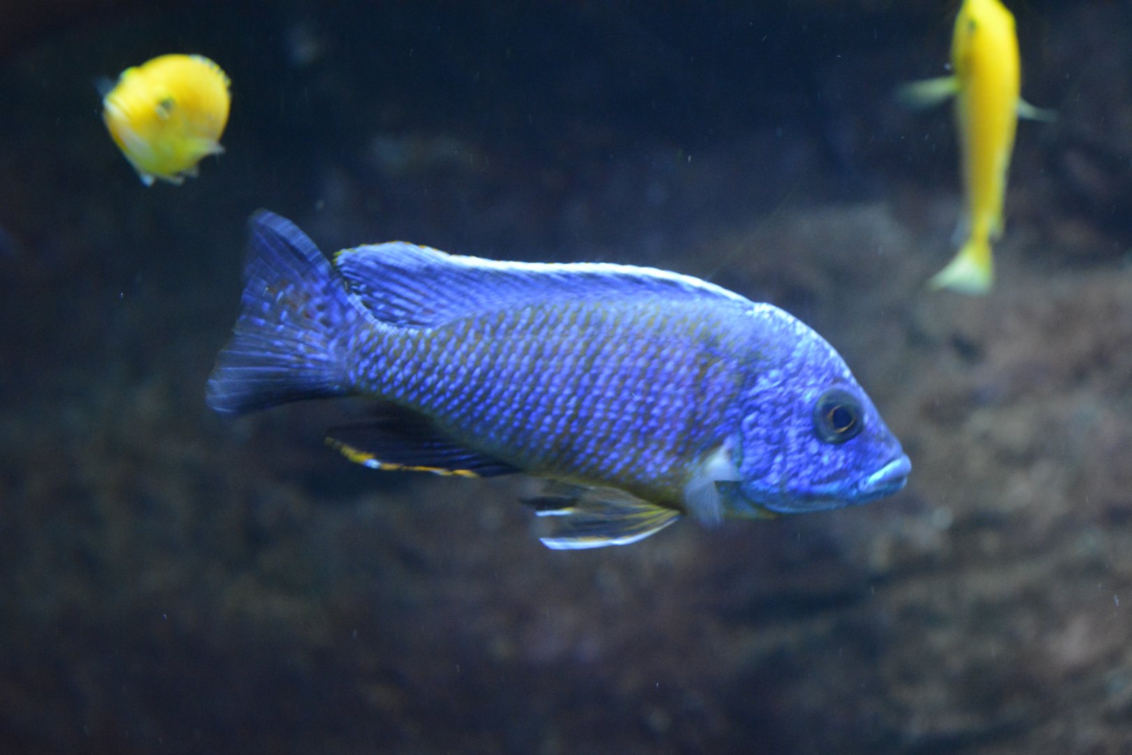 Aulonocara hansbaenschi