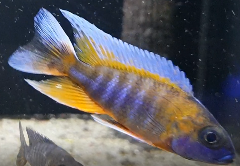 Aulonocara jacobtreibergi var. eureka