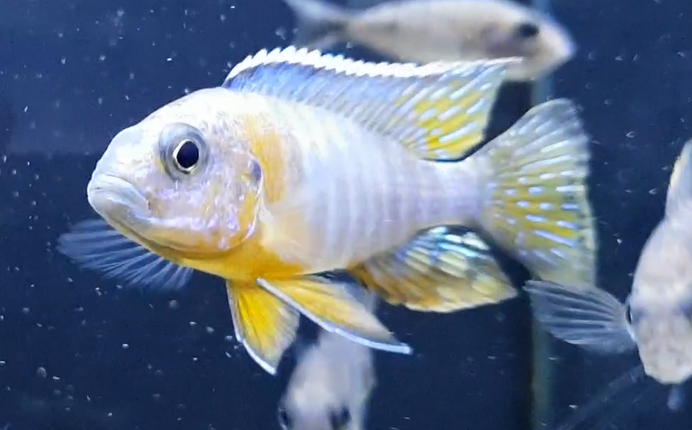 Aulonocara species ( prop. jacobtreibergi )