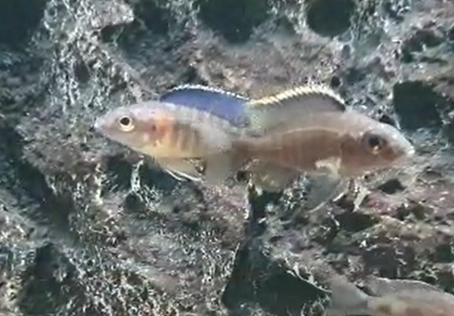 Aulonocara stuartgranti