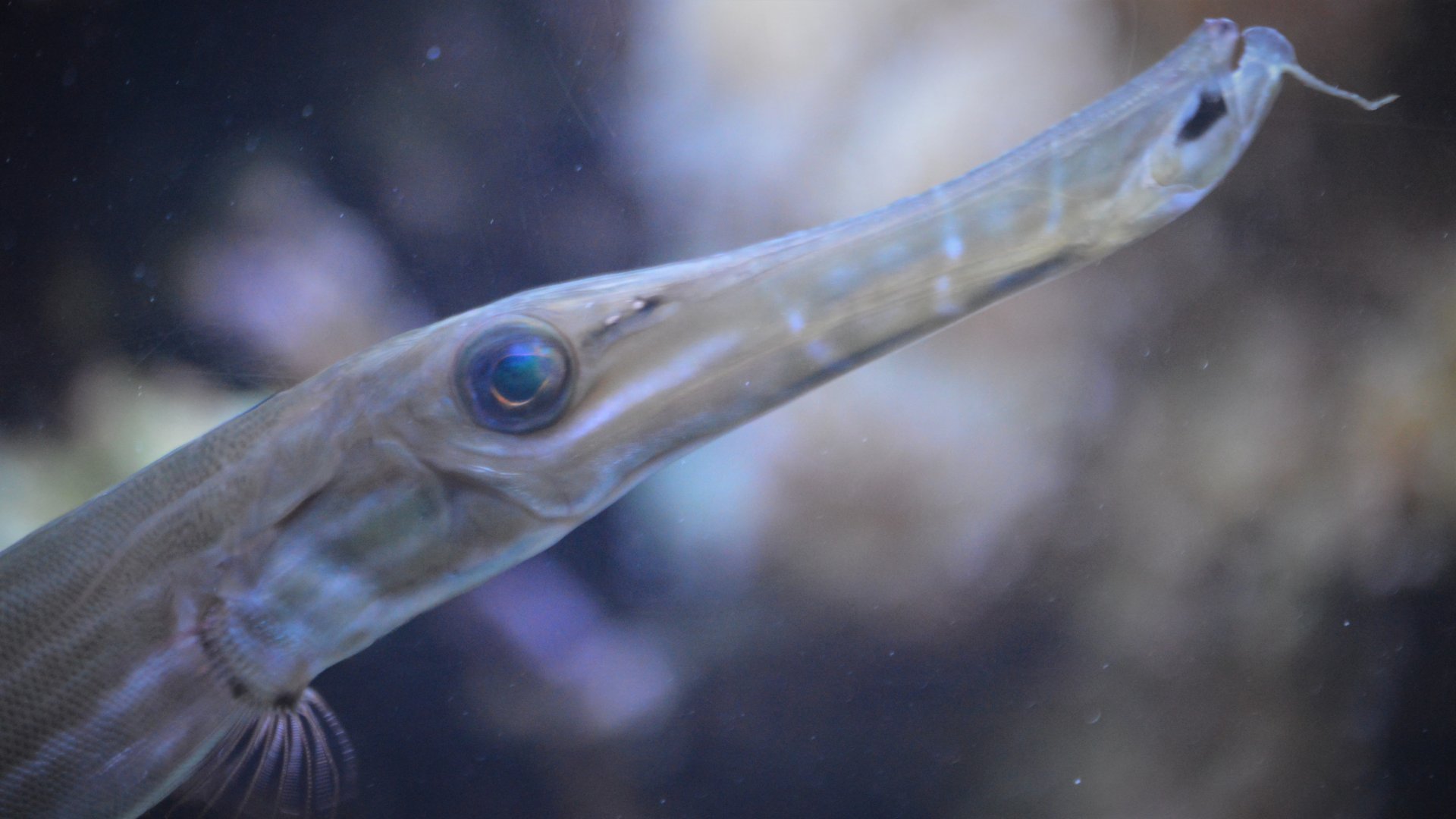 Aulostomus chinensis