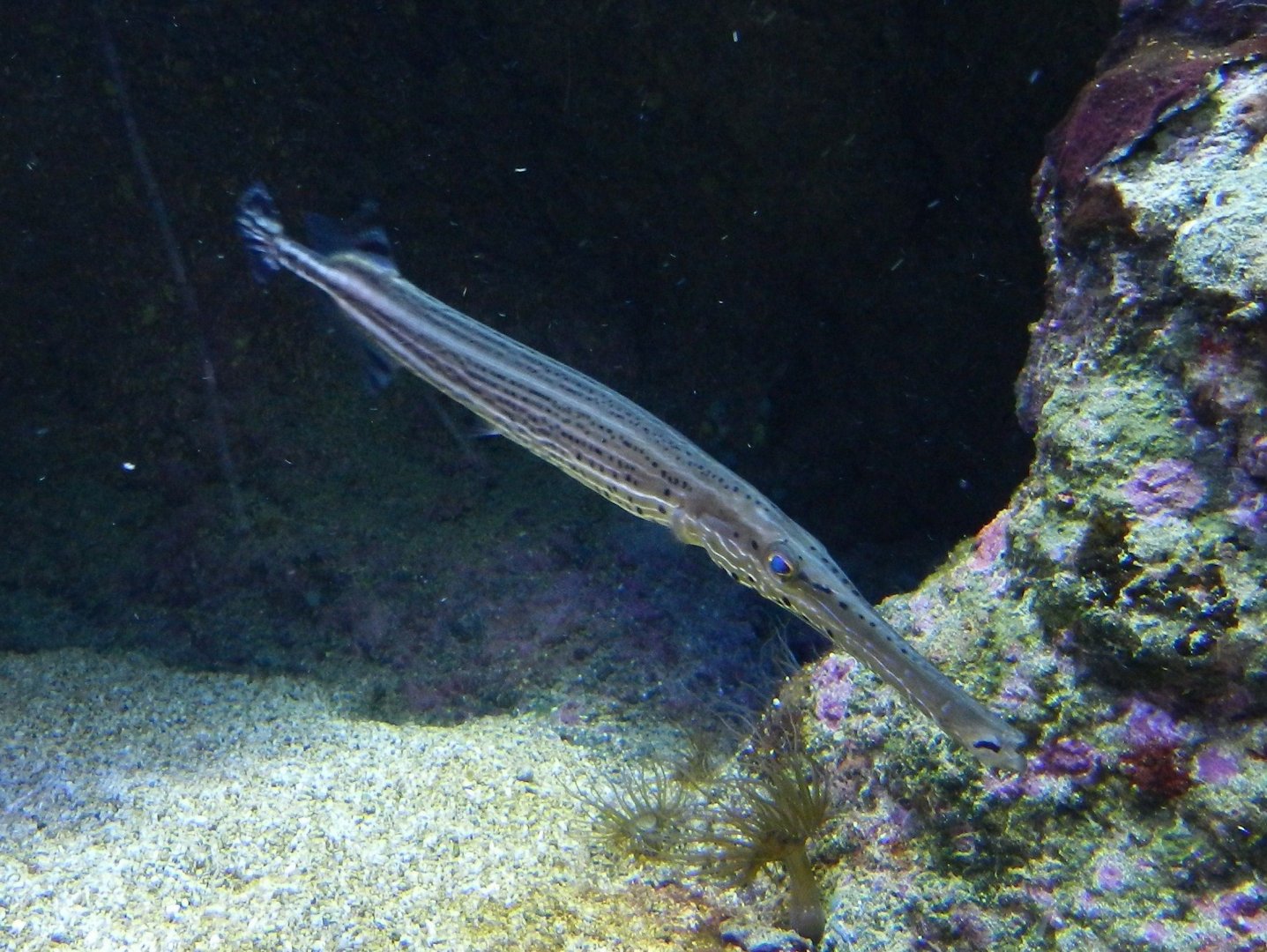 Aulostomus maculatus