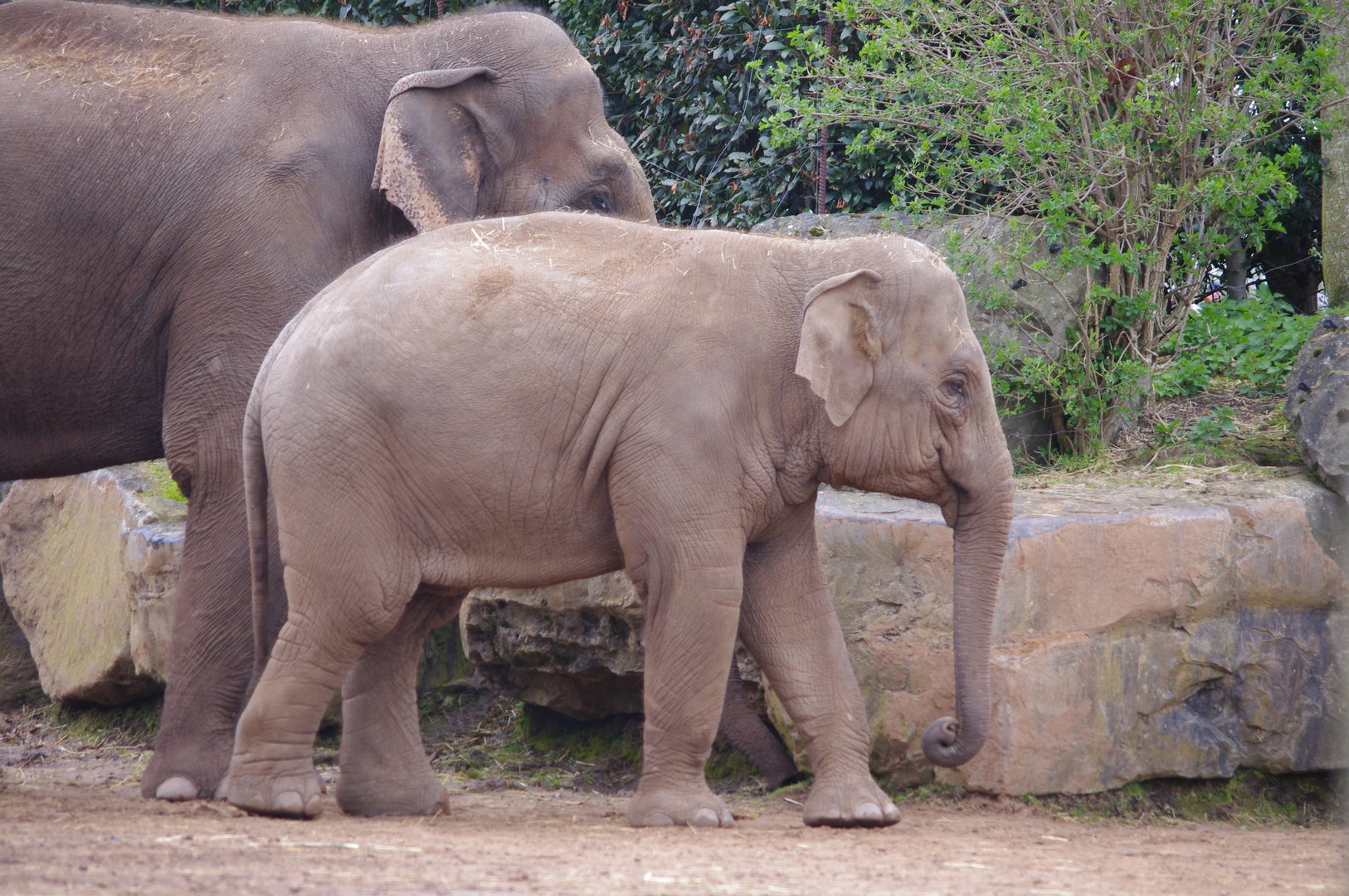 Aung Bo and Indali- Asian Elephants- 5/4/2023