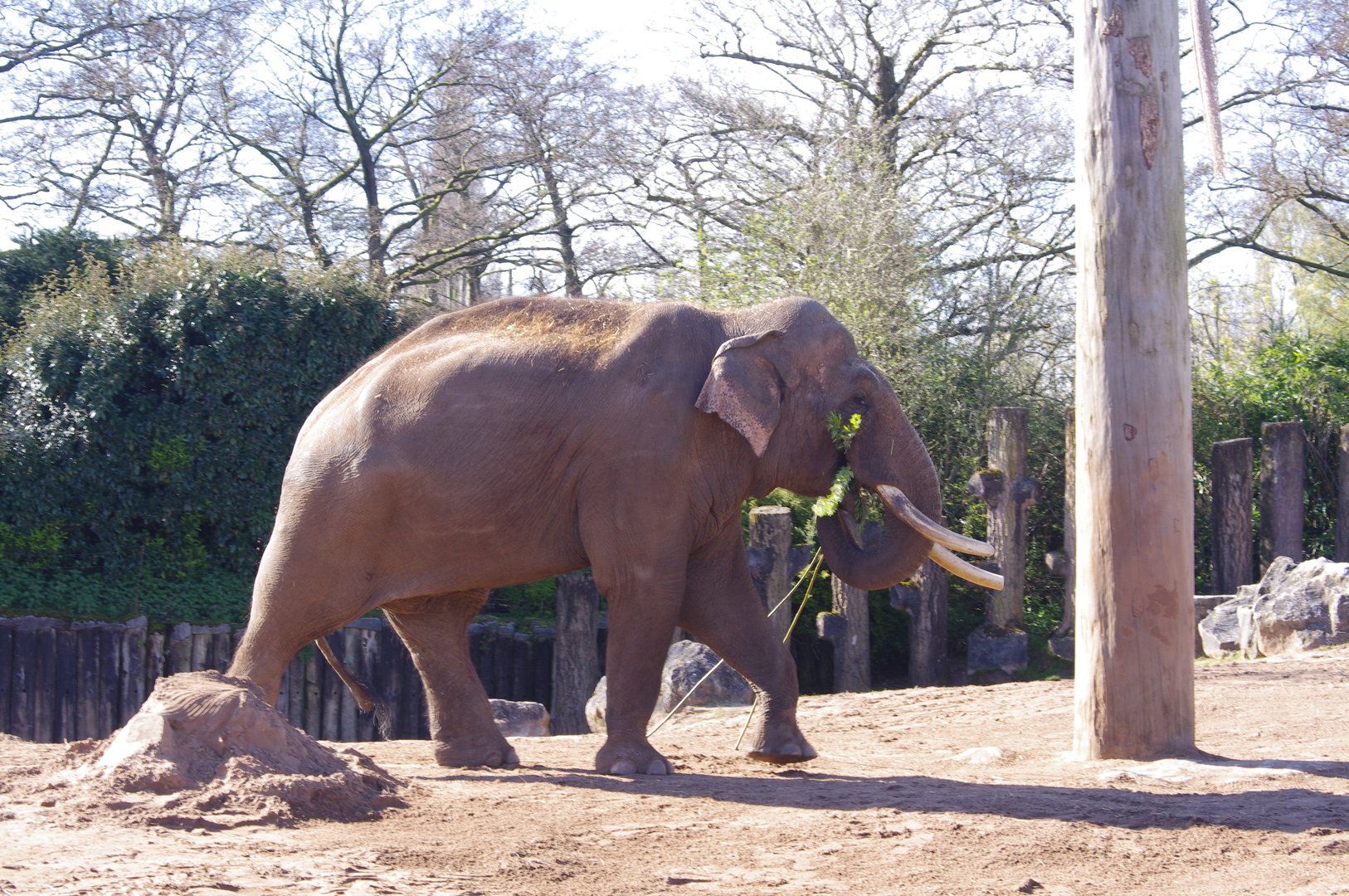 Aung Bo- Asian Elephant bull- Chester Zoo 4/4/2023