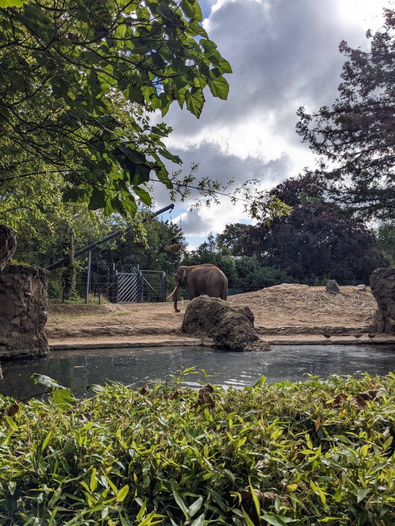 Aung Bo - Asian Elephant
