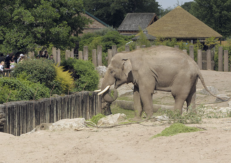 Aung Bo at breakfast