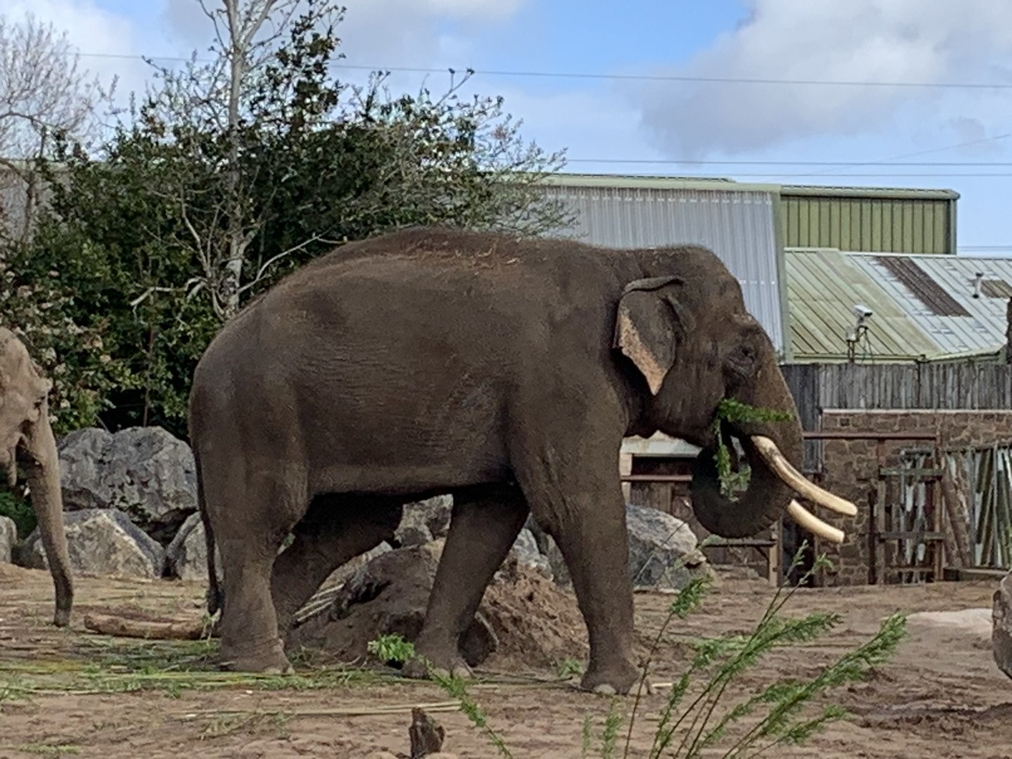 Aung Bo at Chester Zoo