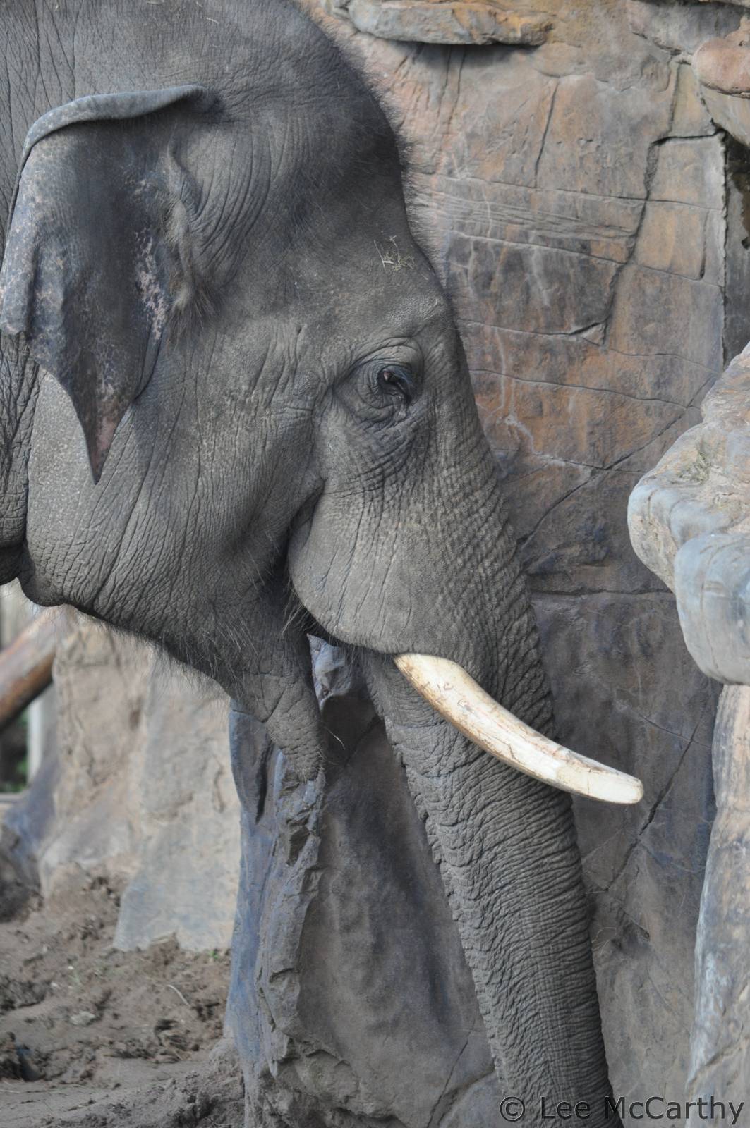 Aung Bo Chester's New Bull Elephant