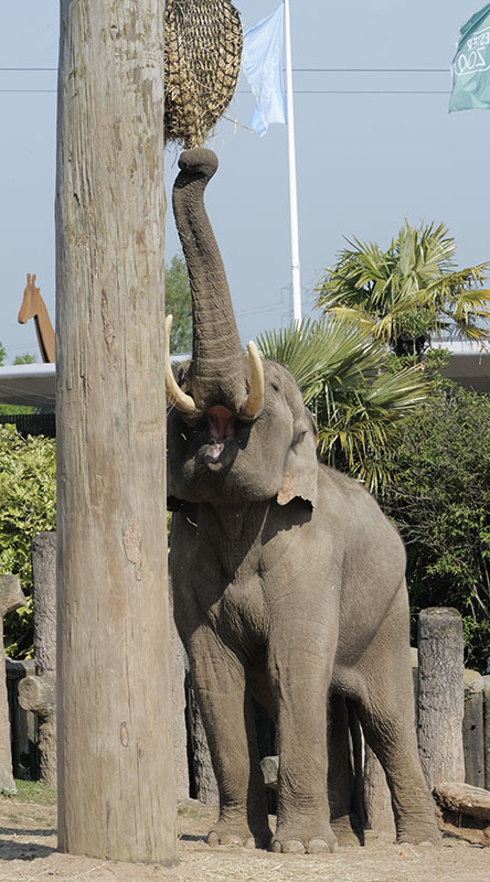 Aung Bo has to stretch