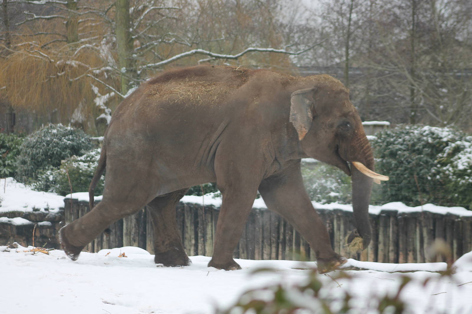 Aung Bo in the main enclosure at Chester Zoo 2013