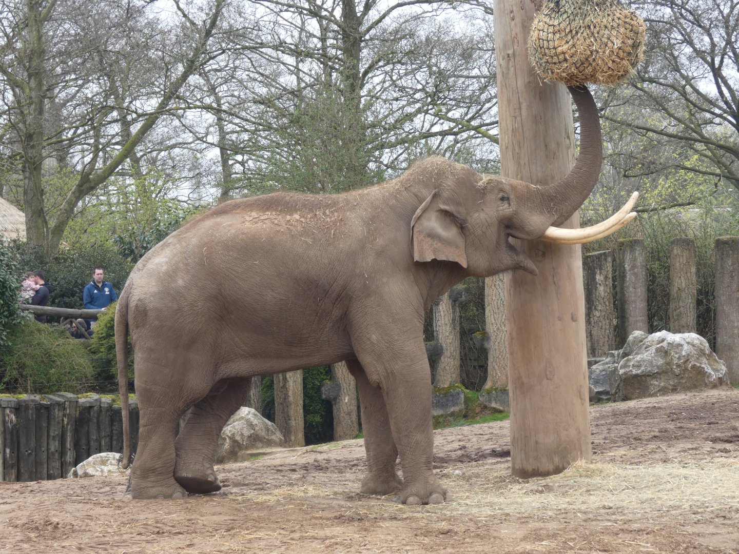 Aung Bo (male Asian Elephant)