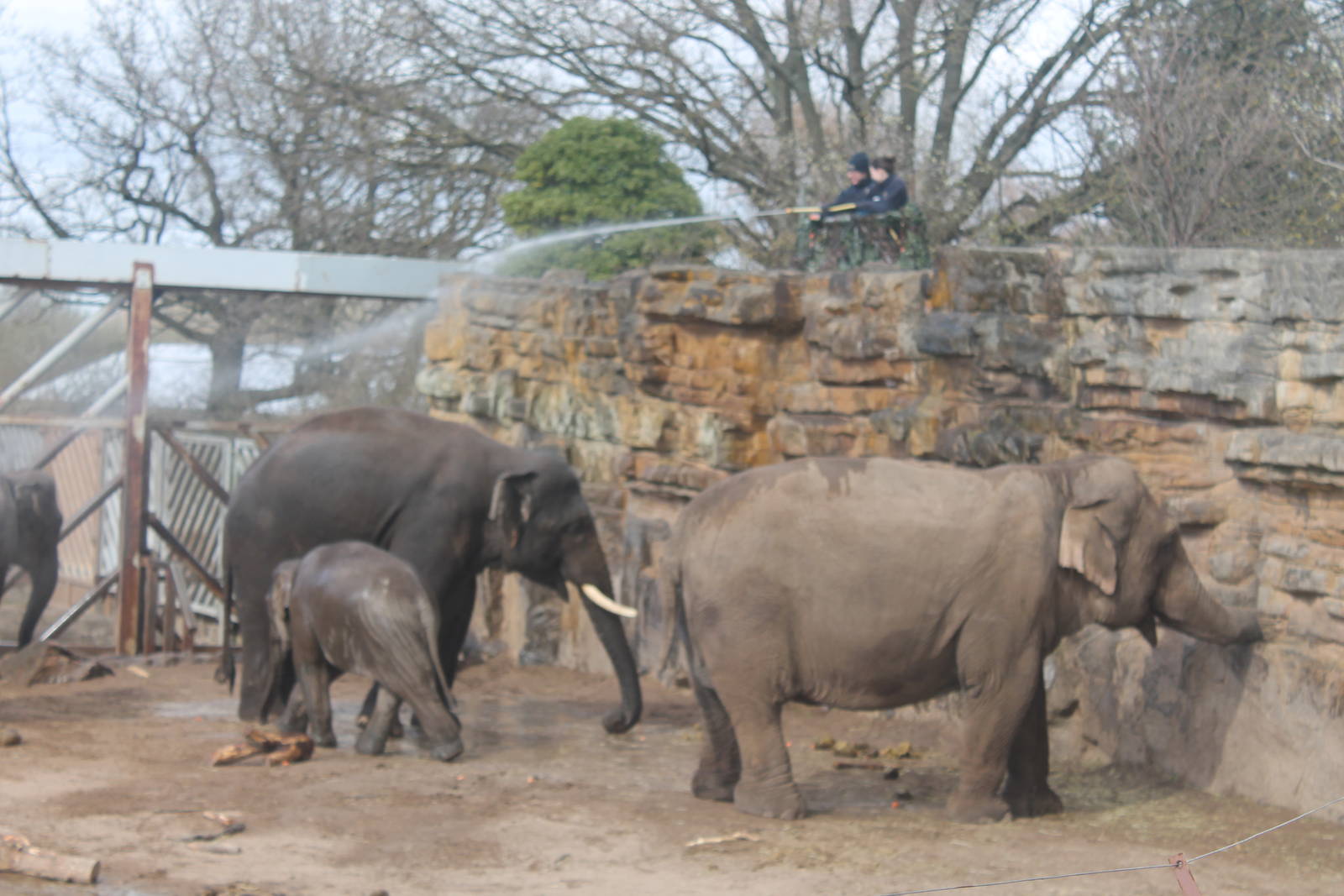 Aung Bo meets the herd Chester Zoo 2013