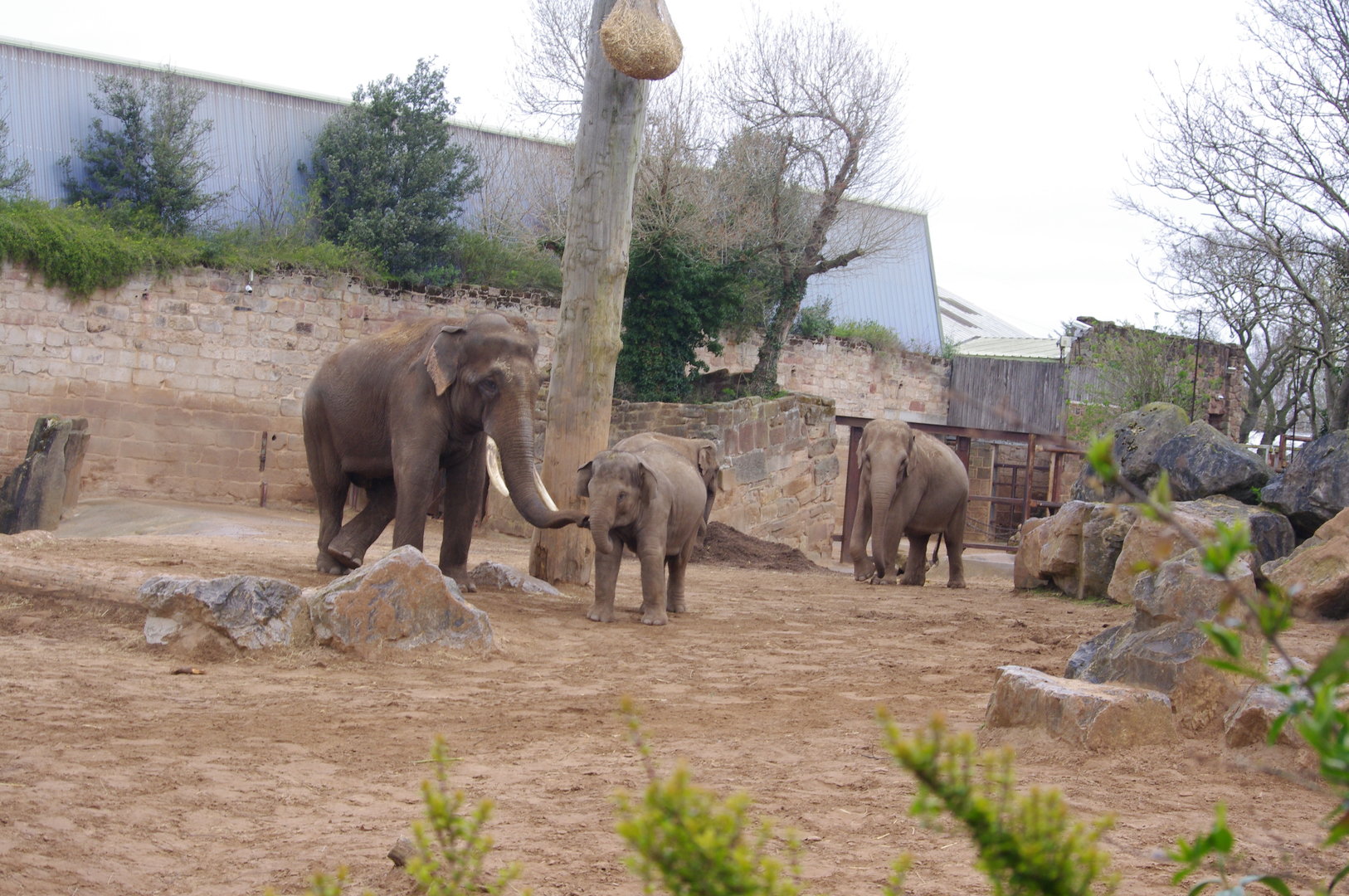 Aung Bo, Riva, Indali (behind), Sundara- Asian Elephants- 5/4/2023