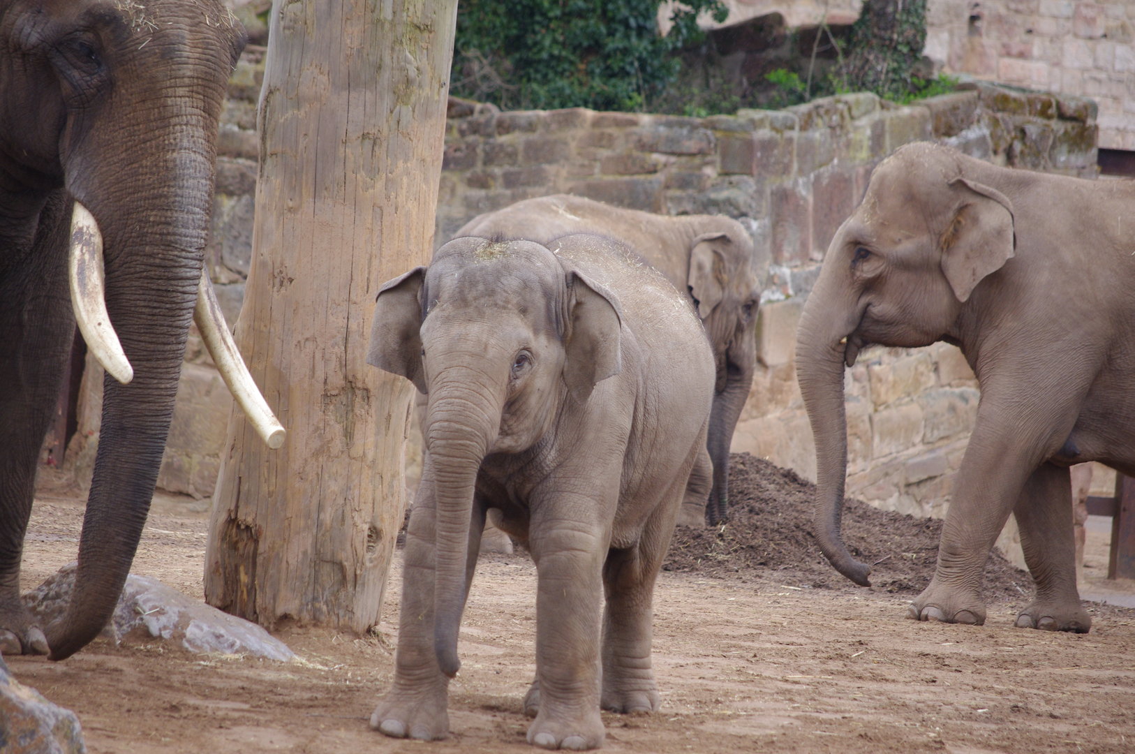 Aung Bo, Riva, Indali (behind), Sundara- Asian Elephants- 5/4/2023