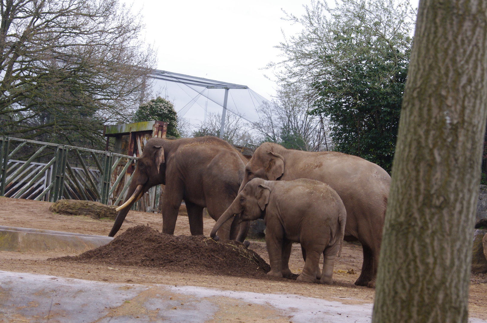 Aung Bo, Sundara and Riva- Asian Elephants- 5/4/2023