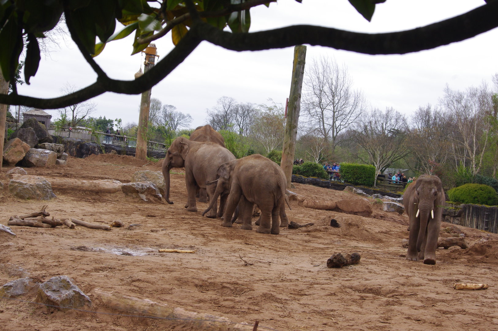 Aung Bo, Sundara, Riva, Indali, Anjan- Asian Elephants- 5/4/2023