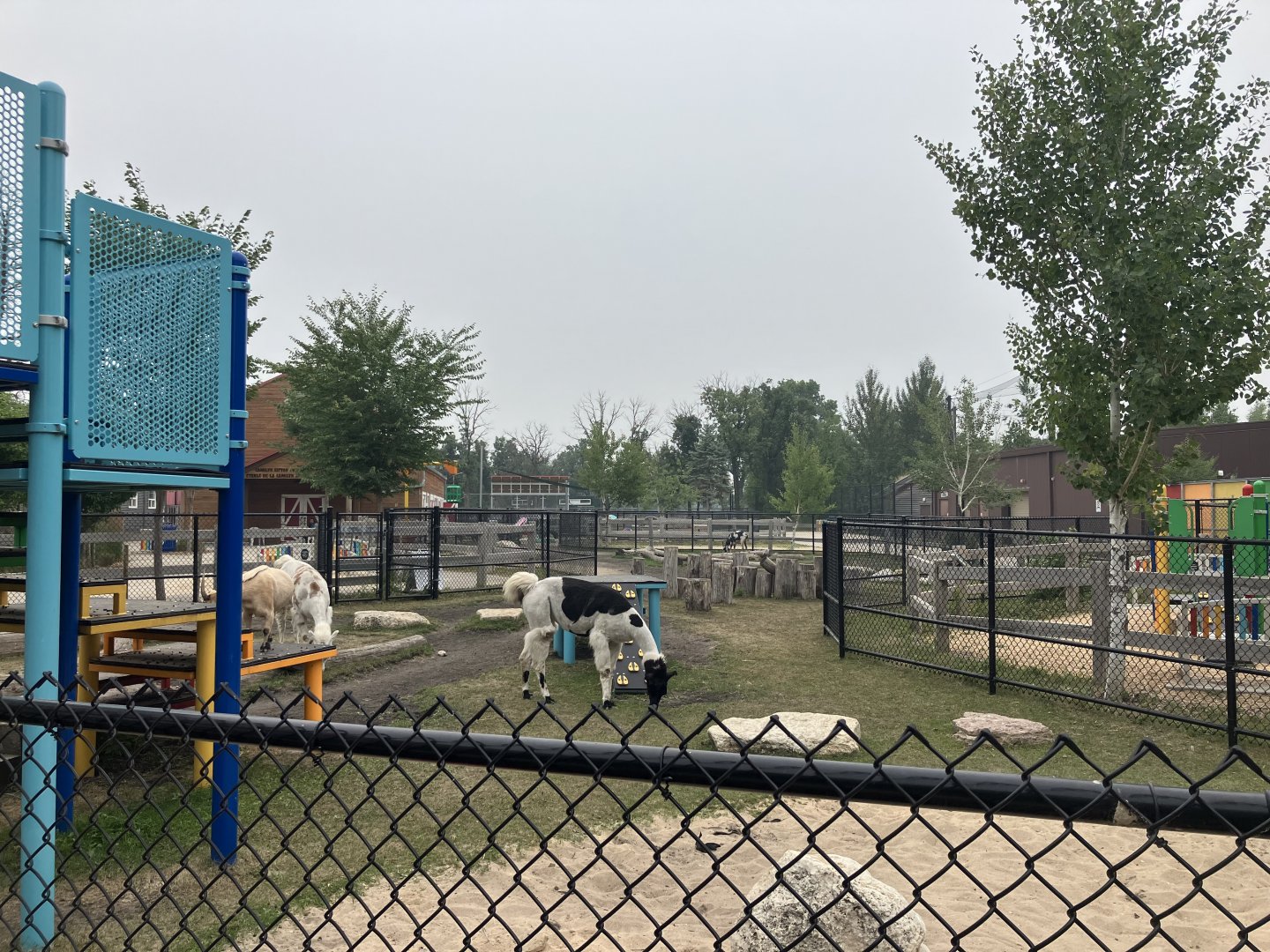 Aunt Sally’s Farm - Llama/Domestic Goat Exhibits