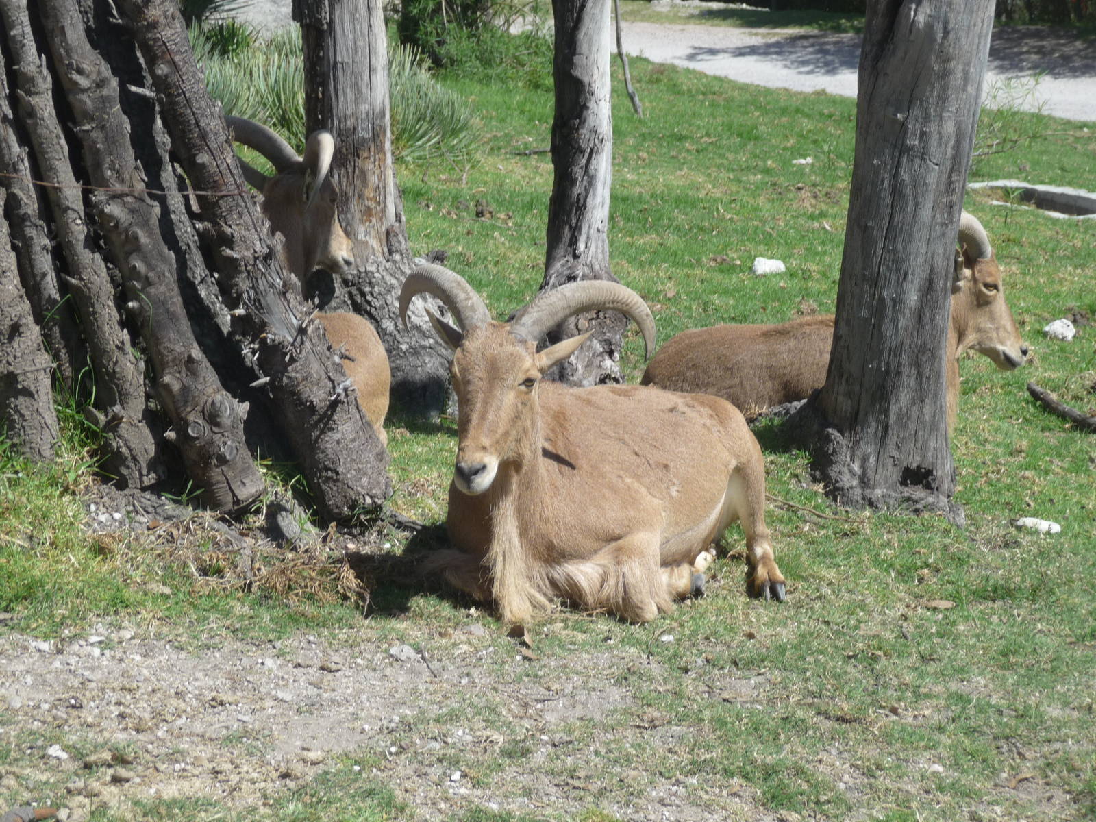 auodad africam safari