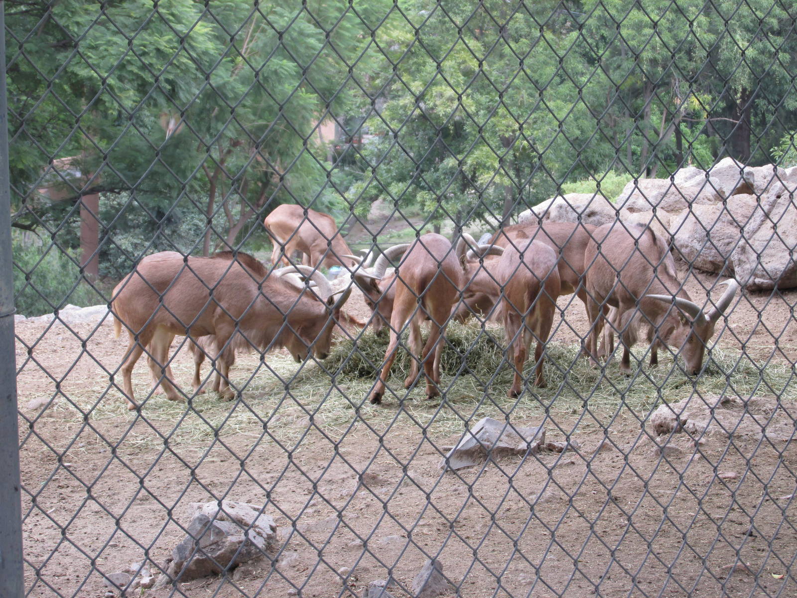 auodad guadalajara zoo