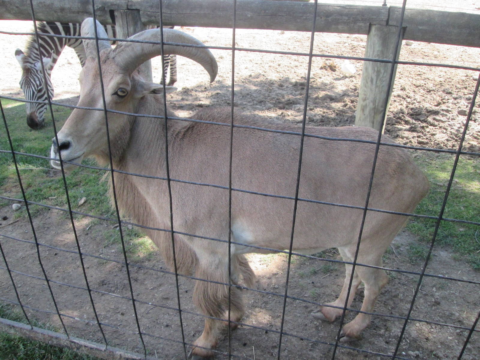 Auodad (zebra in background)