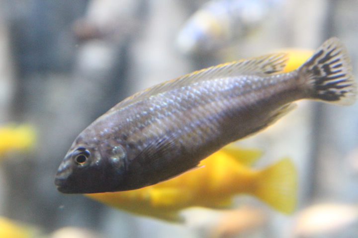 Auratus cichlid (Melanochromis auratus) - BXSea