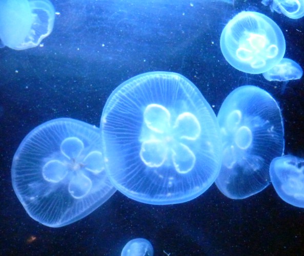 Aurelia Aurita 1 (22-7-17 Faunia)