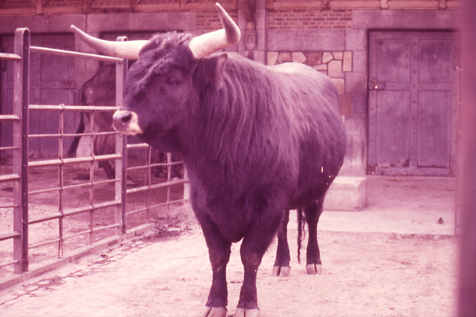 Aurochs - 1984