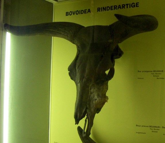 Aurochs (Bos primigenius)