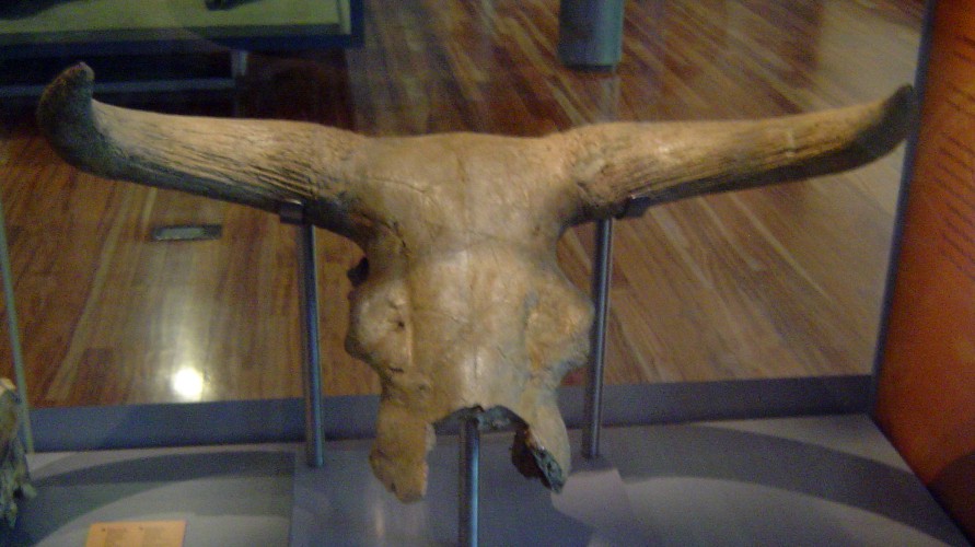 Aurochs (Bos primigenius)