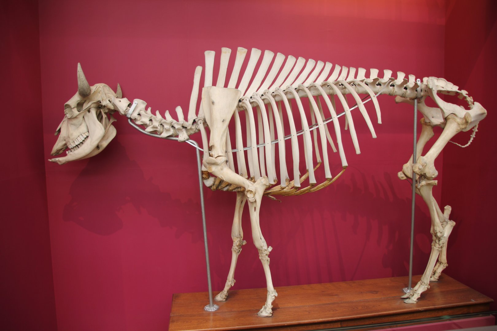 Aurochs? National museum Scotland